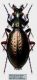 Carabus (Cupreocarabus) brezinai  Deuve, 1994 - Kopie.JPG