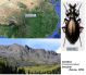 Carabus (Cupreocarabus) brezinai Deuve, 1994 - Kopie.jpg