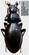 Carabus (Lamprostus) cylindricus Lapouge,  1914.JPG