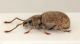 Pseudomeira-abbazzii-female-lat.jpg