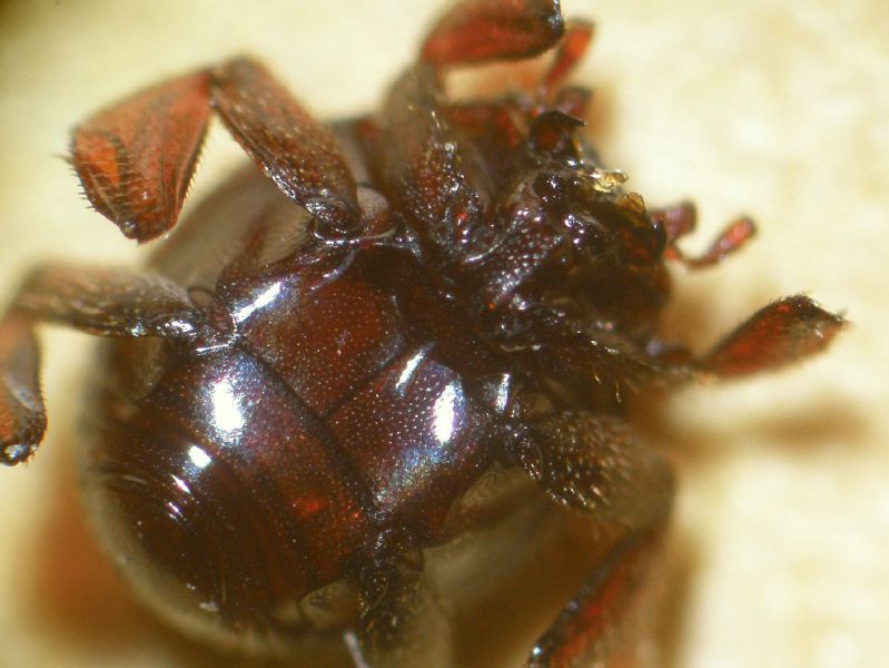 Sternocoelis puberulus ventrale.JPG