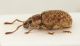 Pseudomeira-abbazzii-male-lat.jpg
