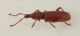 Lyxorhynchus-laurae-lateral.jpg