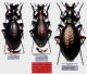 Carabus (Cupreocarabus) - Kopie.JPG