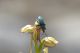 coleoptera sassano_2.jpg