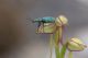 coleoptera sassano_1.jpg