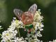 Philipomya_aprica_8340.jpg