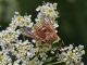 Philipomya_aprica_8344.jpg
