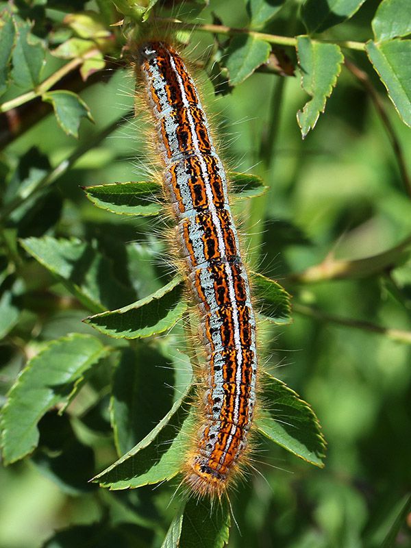 Malacosoma_neustria_s_8042.jpg