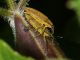 Lixus_juncii_s_7935.jpg