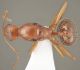 Aphaenogaster muelleriana_gyne dorsal.jpg