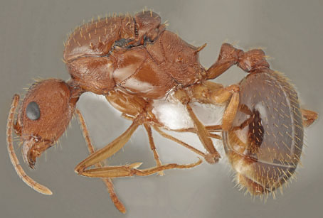 Aphaenogaster muelleriana_gyne lateral.jpg