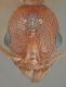 Aphaenogaster muelleriana_gyne head1.jpg