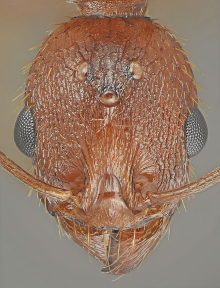 Aphaenogaster muelleriana_gyne head1.jpg