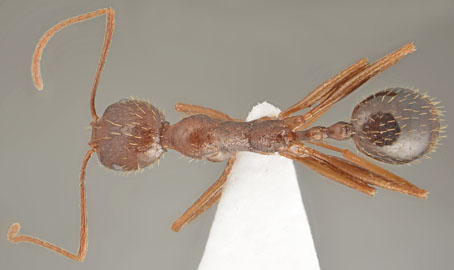 Aphaenogaster muelleriana_worker dorsal.jpg