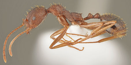 Aphaenogaster muelleriana_worker lateral.jpg