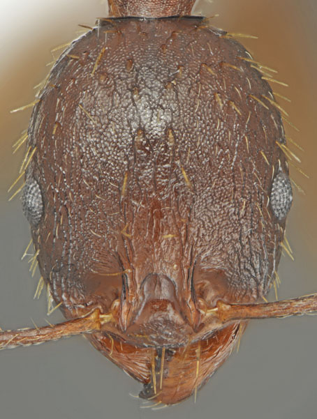 Aphaenogaster muelleriana_worker head1.jpg