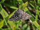 Pyrgus_malvoides_s_8024.jpg