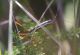 IMGP3265_Cricket_sm.JPG