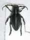 Dorcadion 27-V-08 Montelago.JPG