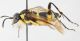 Hymenoptera-A-da-determinare-lat.jpg