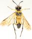 Hymenoptera-A-da-determinare-down.jpg