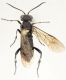 Hymenoptera-B-da-determinare-up.jpg