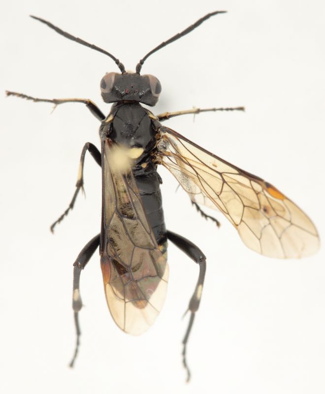 Hymenoptera-B-da-determinare-up.jpg