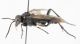 Hymenoptera-B-da-determinare-lat.jpg