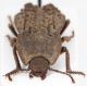 Asida-luigionii-doriae-front.jpg