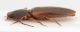 Elateridae-Capraia-1-lateral.jpg