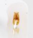Elateridae-Capraia-1-edeago.jpg