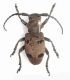 herophila tristis1.JPG