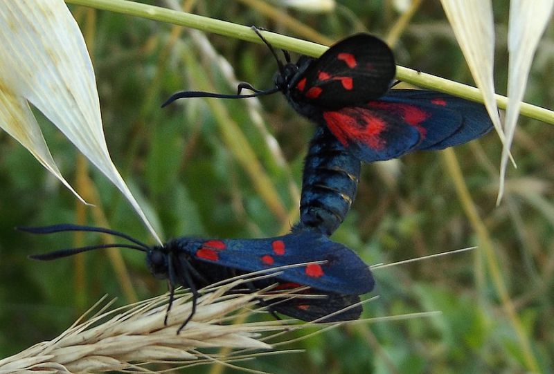 Zygaena-lonicerae.jpg