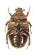 Cetonia nigra versus.jpg