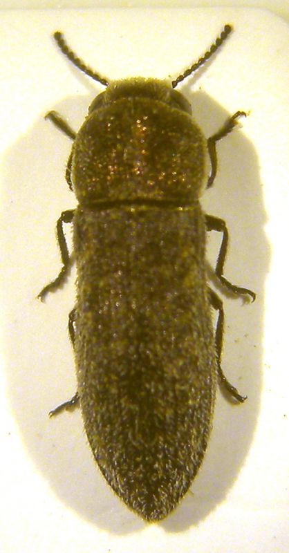 Acmaeoderella dorsale copia.jpg