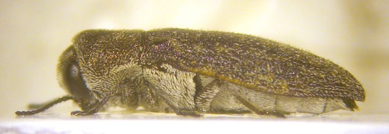 Acmaeoderella lat. copia.jpg