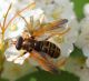 Syrphidae 3 Maggio 2010 082 Visualizzazione Posta elettronica - Rapida.jpg