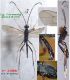 n° 3388 M (dorsal + latéral + tergite 1 + Areolet + Thorax latéral)  Forum  DEFINITIF.jpg