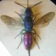 Chrysura 005 A.jpg