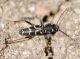Clytra sp..jpg