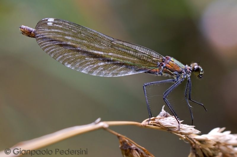 Calopteryx.jpg