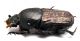CombM2071_32zF6cr.jpg