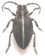 Dorcadion.jpg