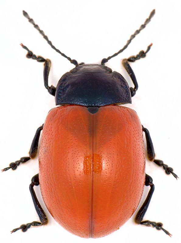 Chrysolina-lutea.jpg