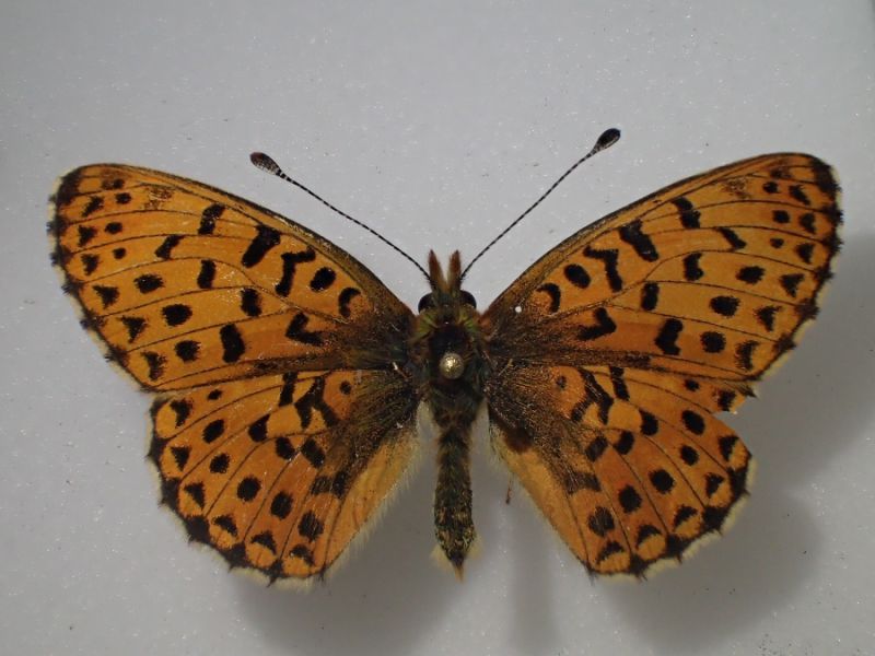 20160611 Boloria (Clossiana) dia ♀ Belpasso Mt San Leo.jpg