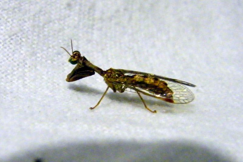 Mantispa sp 04.jpg