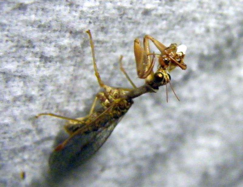 Mantispa sp 09.jpg