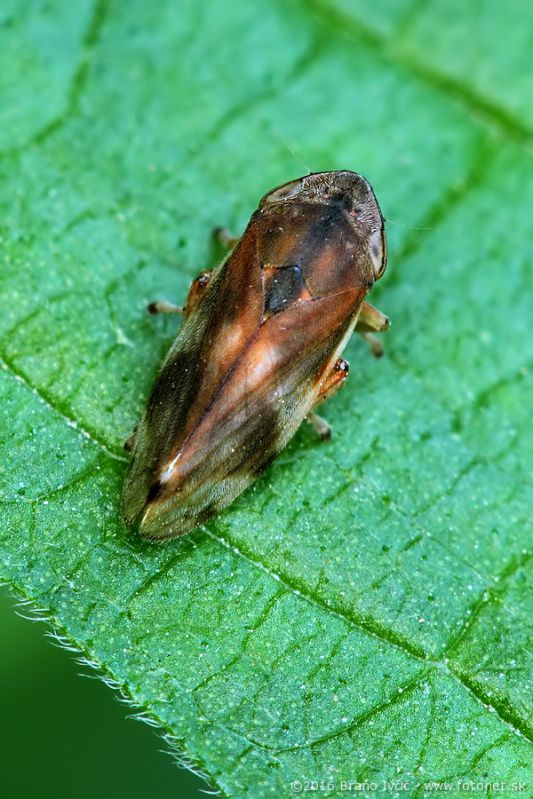 Cicadellidae 4.jpg