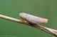 Cicadellidae-5.jpg